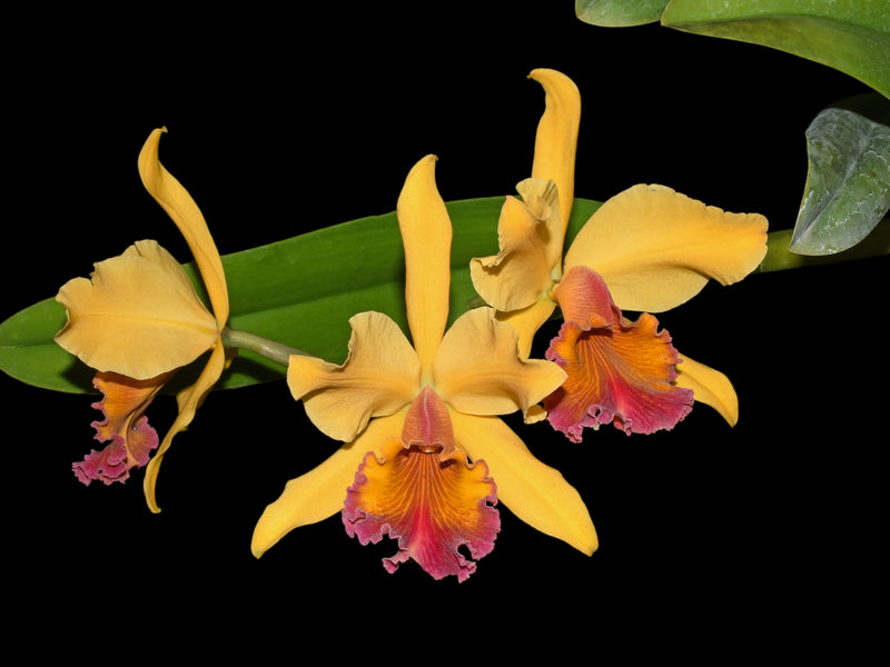 Cattleya Marilyn Lew