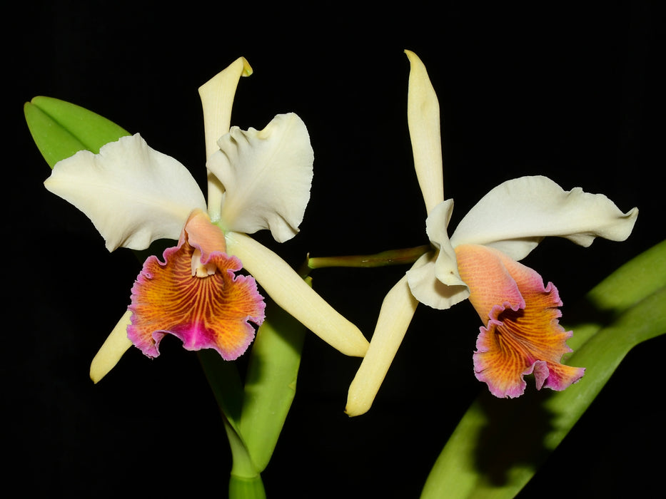 Cattleya Marilyn Lew