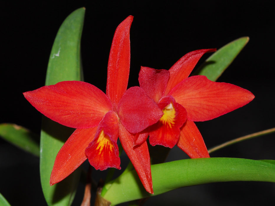 Cattleya Martina