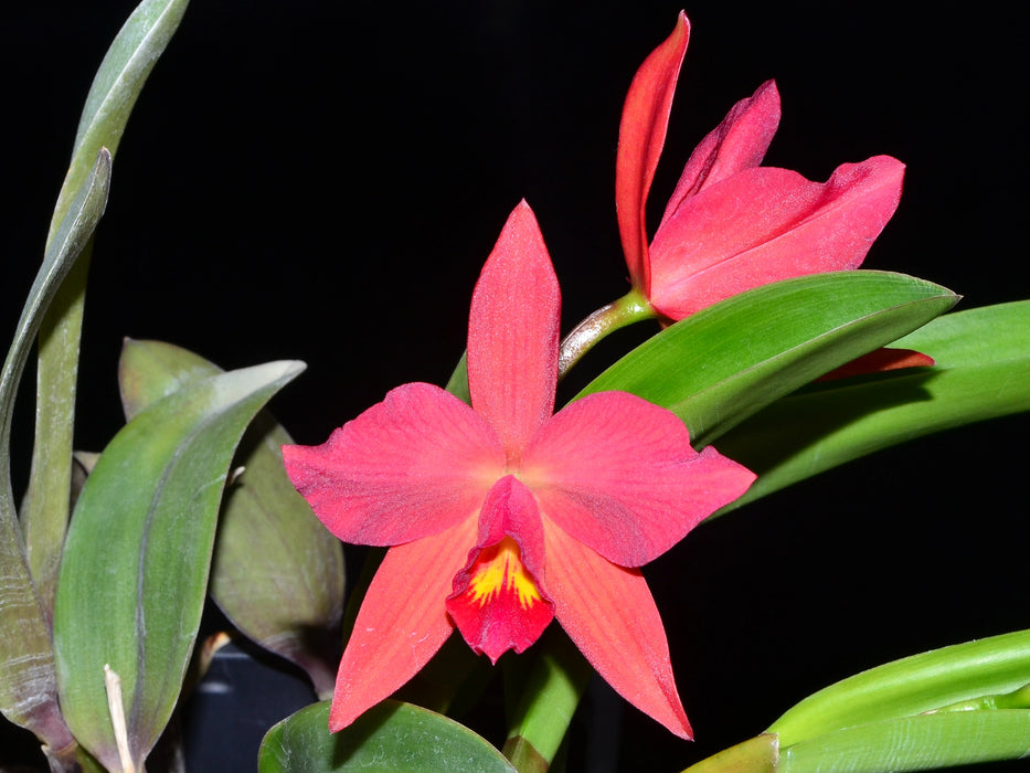 Cattleya Martina