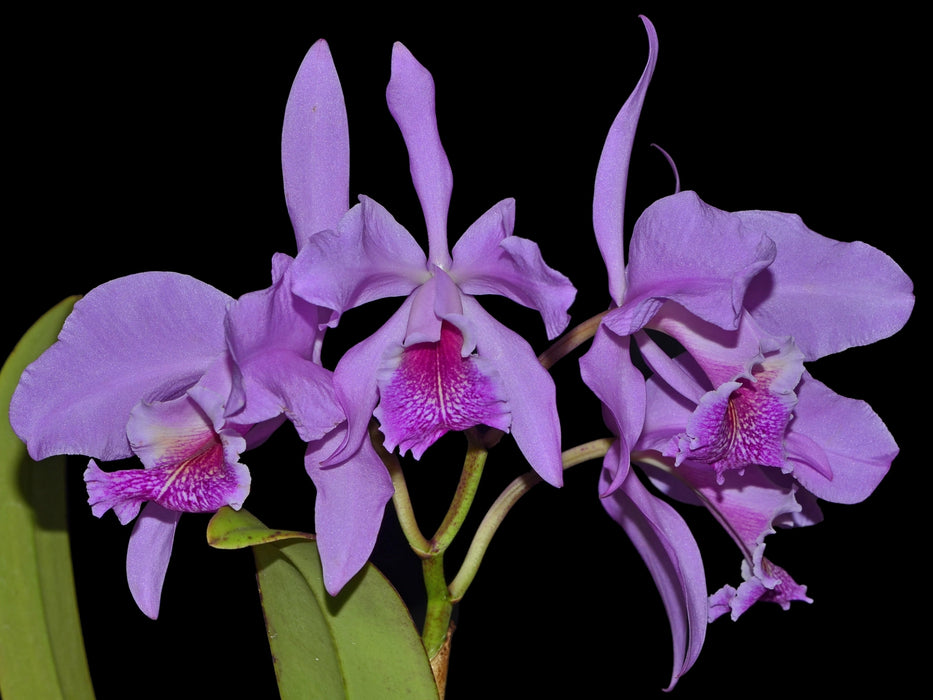 Cattleya Maximum Lust