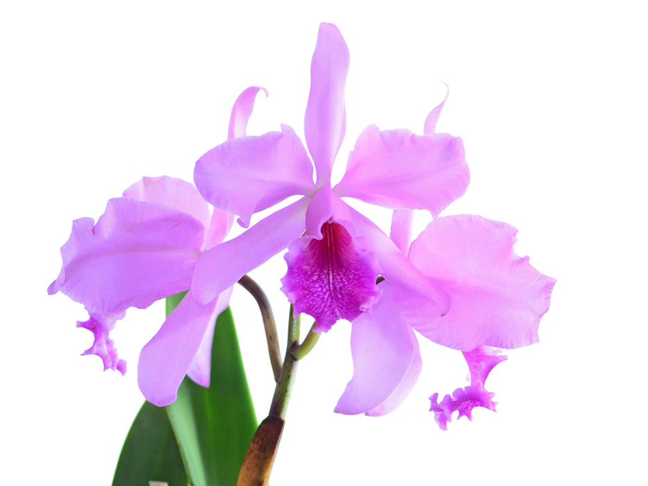 Cattleya Maximum Lust