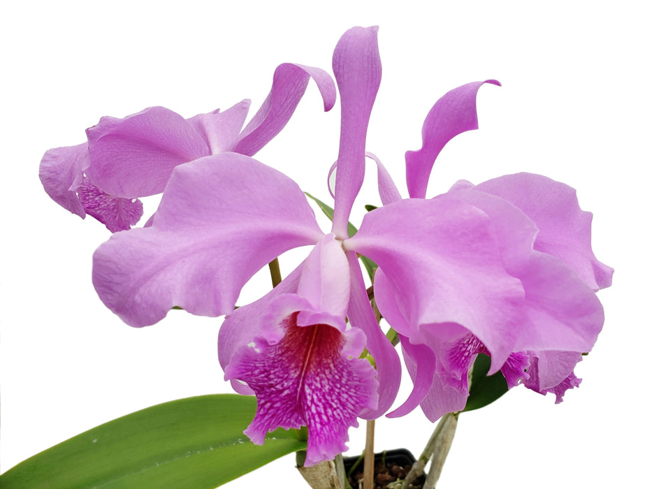 Cattleya Maximum Lust