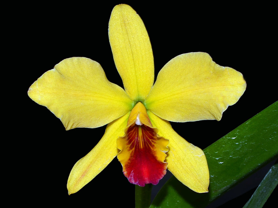 Cattleya Memoria Mariza Rolando