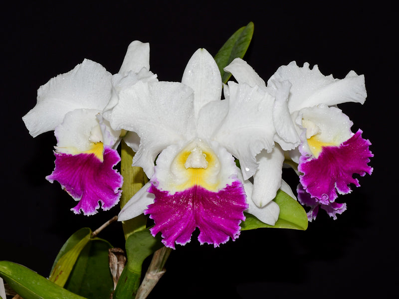 Cattleya Mildred Rives