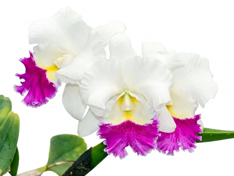 Cattleya Mildred Rives