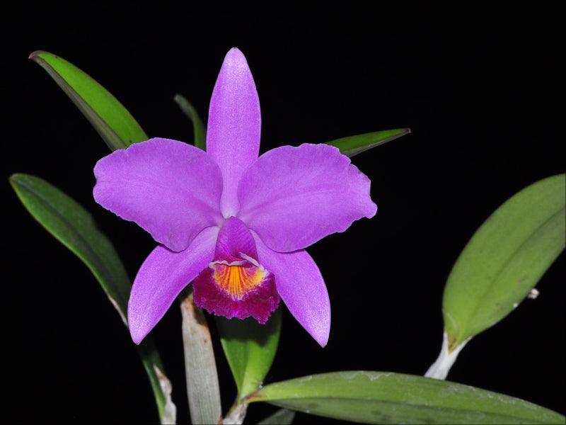 Cattleya Miledy Reyes