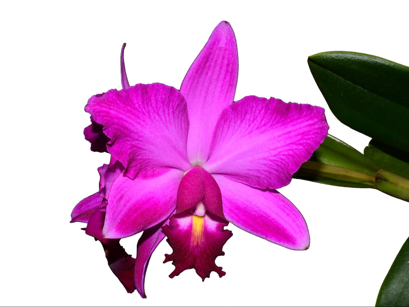 Cattleya Miledy Reyes