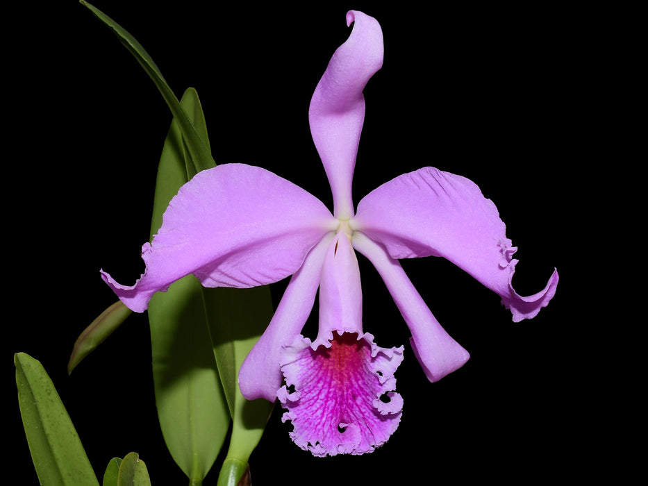 Cattleya Milo (1910)