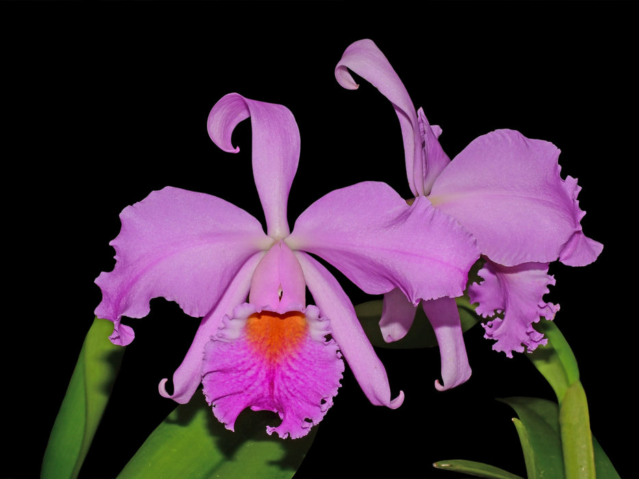 Cattleya Milo (1910)