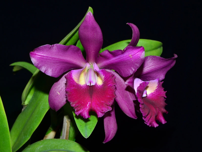 Cattleya Miss World Ecuador