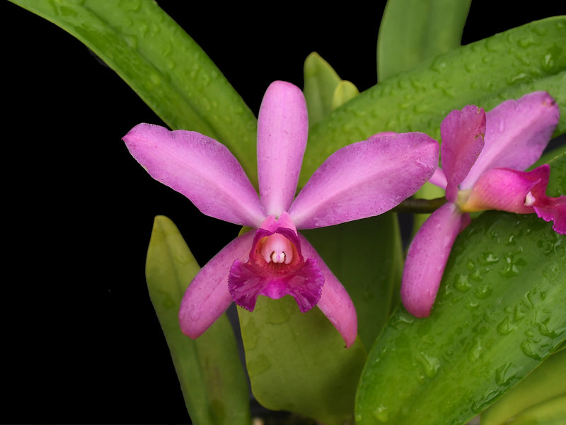 Cattleya Yanuncay