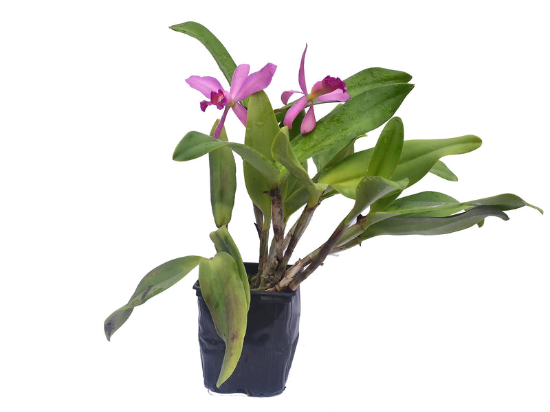 Cattleya Yanuncay