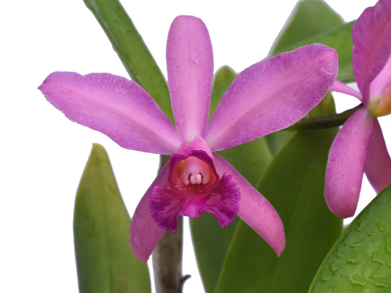 Cattleya Yanuncay