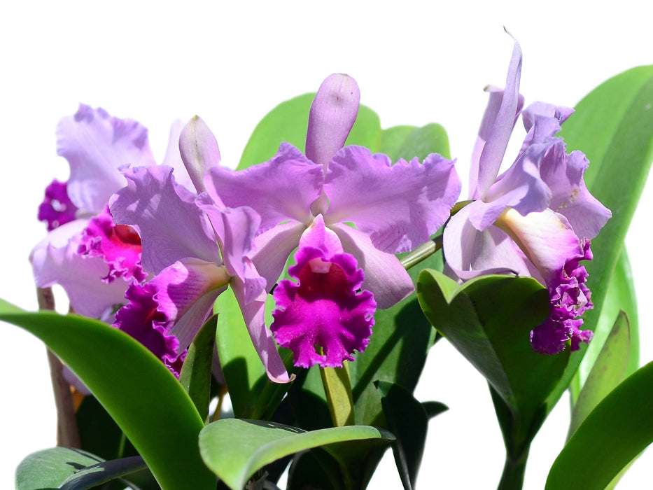 Cattleya Misty Girl Autumn Symphony 4385