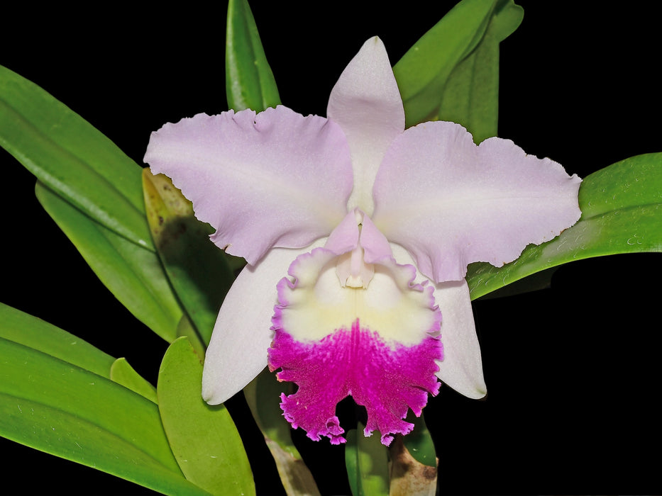 Cattleya Monarca