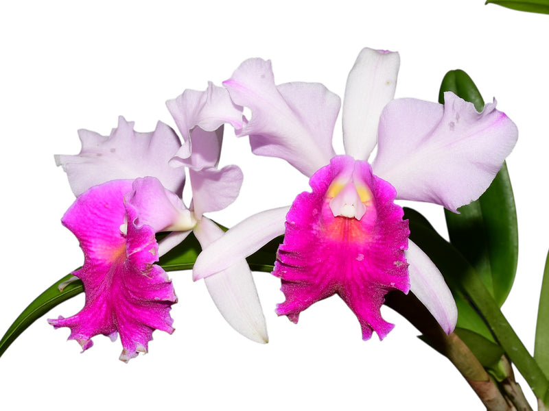 Cattleya Monarca 'Pink Lip'