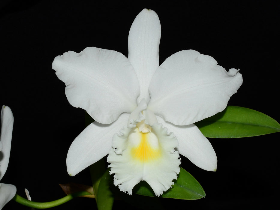 Cattleya Monita Andina