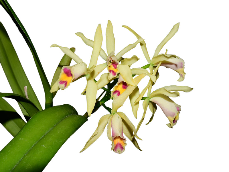 Cattleya My Special Angel