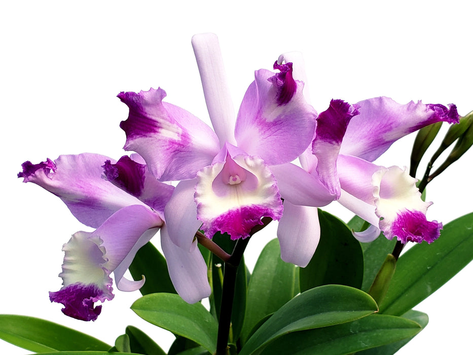 Cattleya Olivia (1)