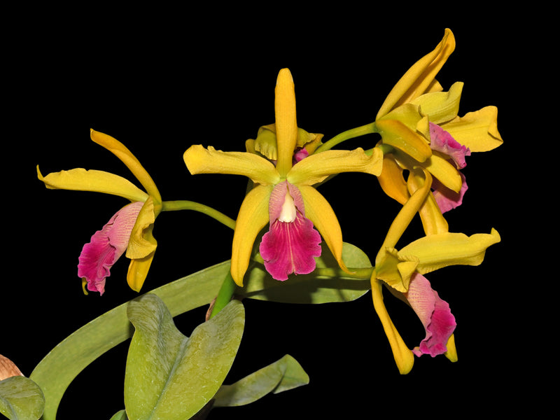 Cattleya Oro Andino