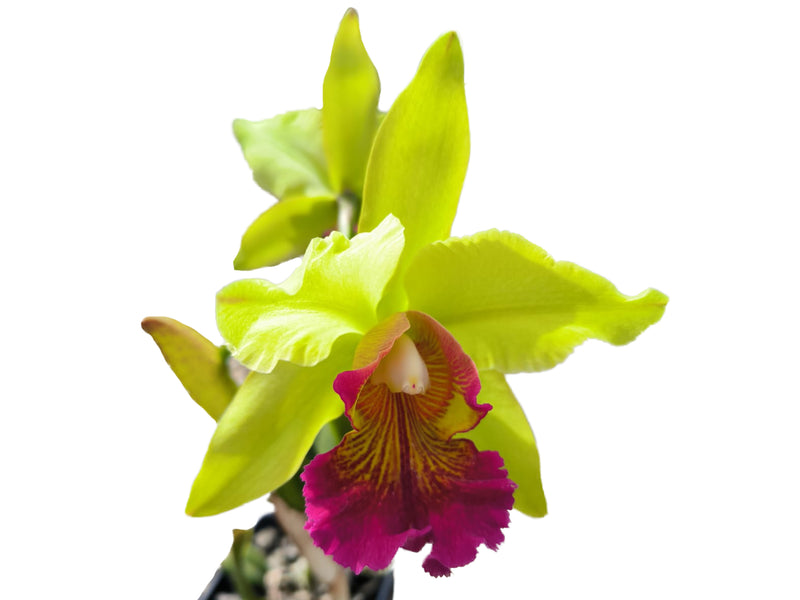 Cattleya Oro Andino