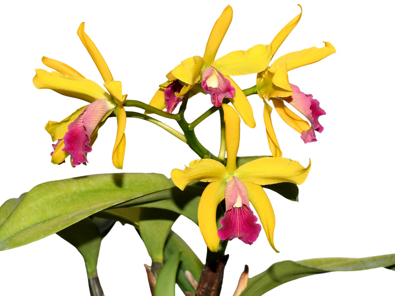 Cattleya Oro Andino