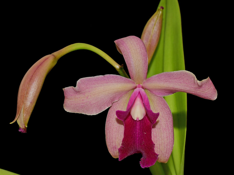 Cattleya Oro Andino