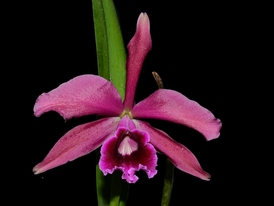 Cattleya Pacavia