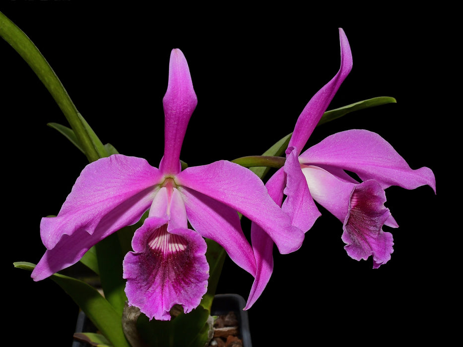 Cattleya Pacavia