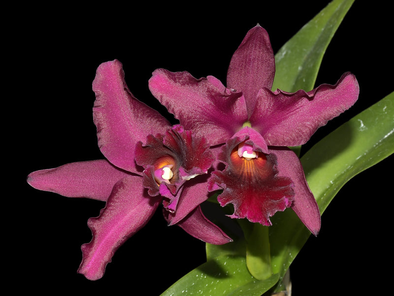 Cattleya Patricio Almeida