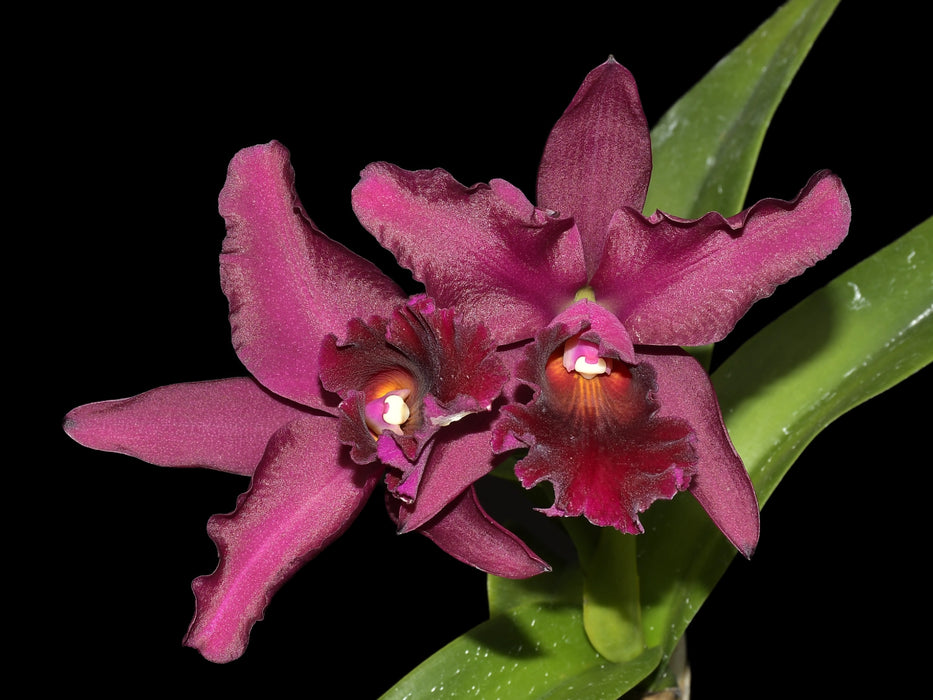 Cattleya Patricio Almeida