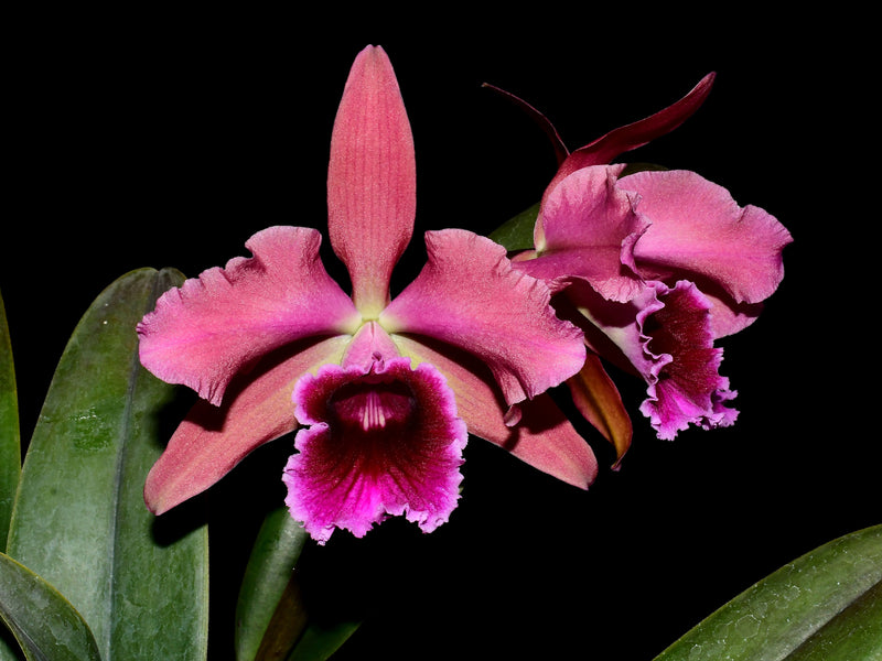 Cattleya Pauline Portilla