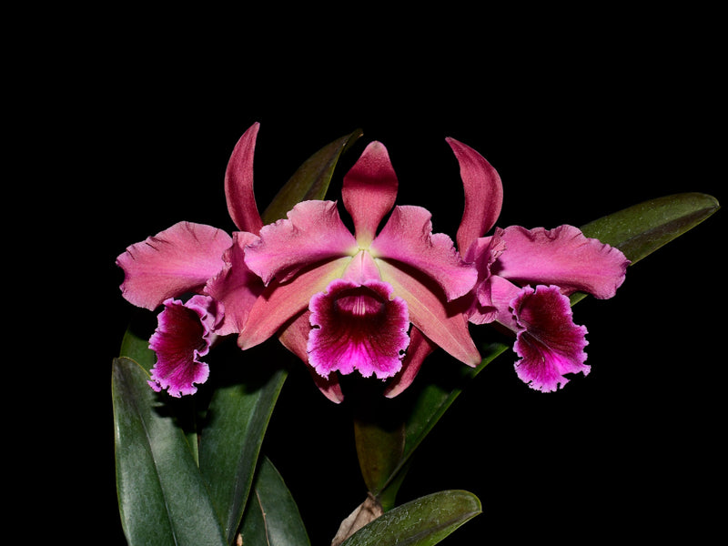Cattleya Pauline Portilla