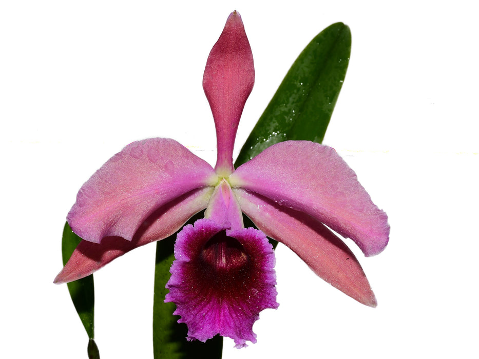 Cattleya Pauline Portilla