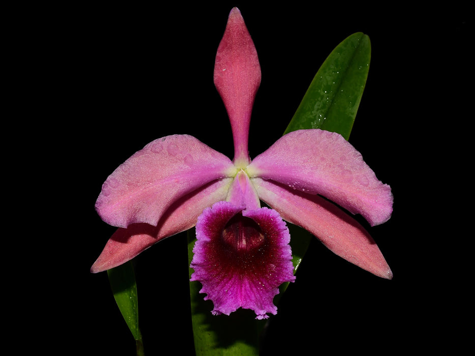 Cattleya Pauline Portilla