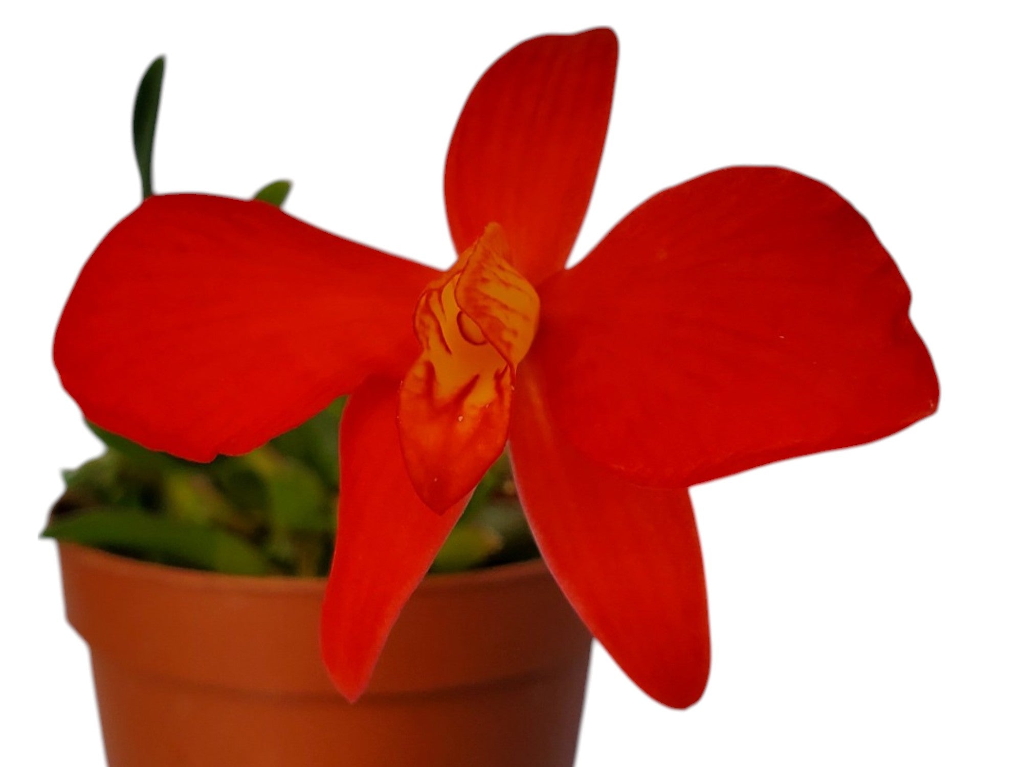 Cattleya Pearlouis