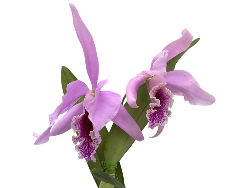 Cattleya Percimax