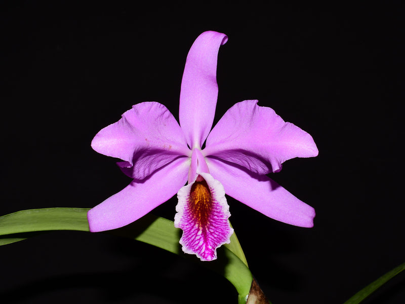 Cattleya Percimax