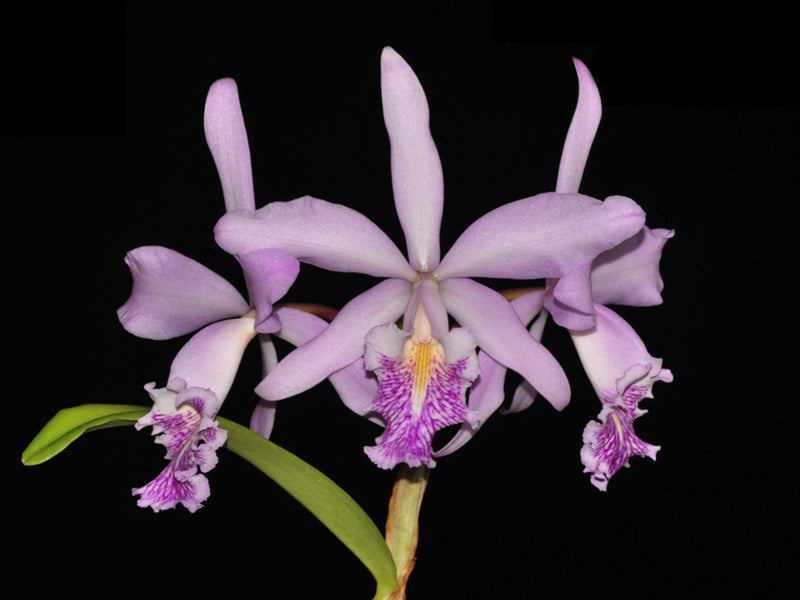 Cattleya Pheidinae