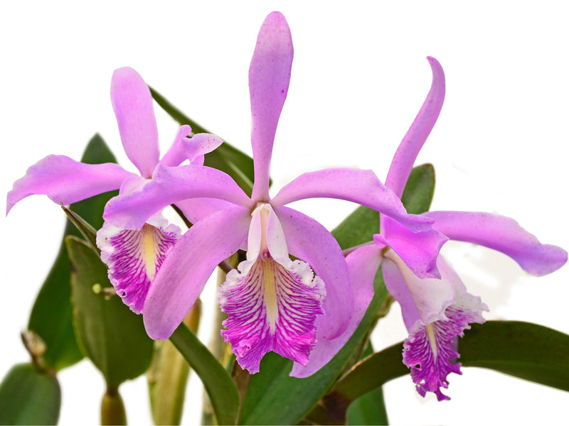 Cattleya Pheidinae