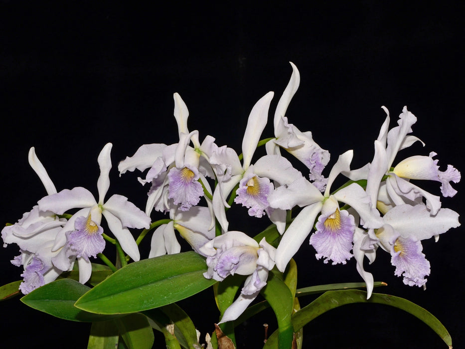 Cattleya Pheidinae f. coerulea