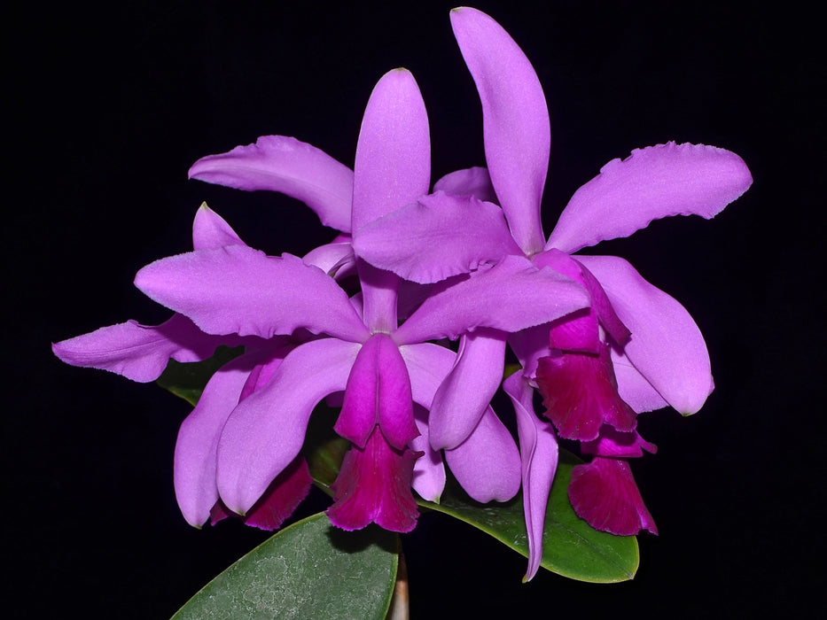 Cattleya Porphyrophlebia