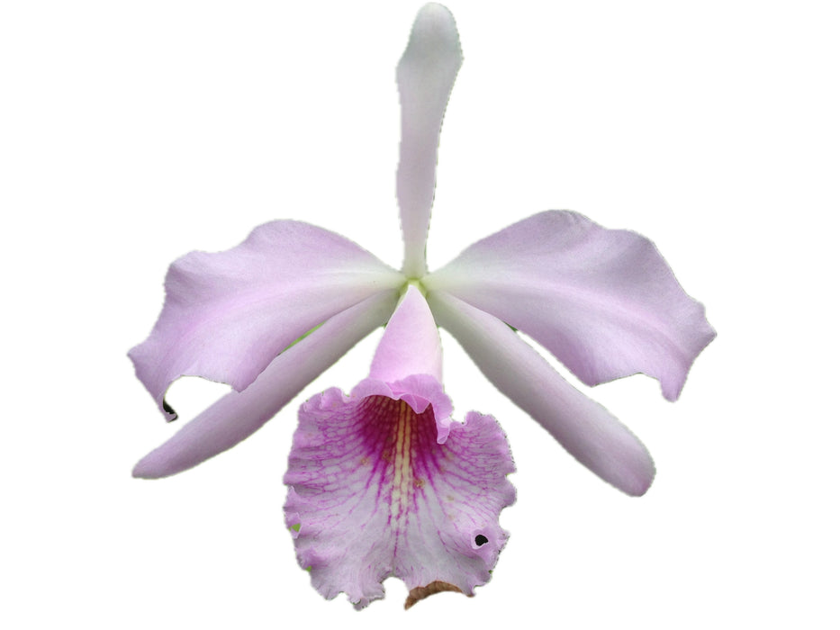 Cattleya Prinsesse Benedikte