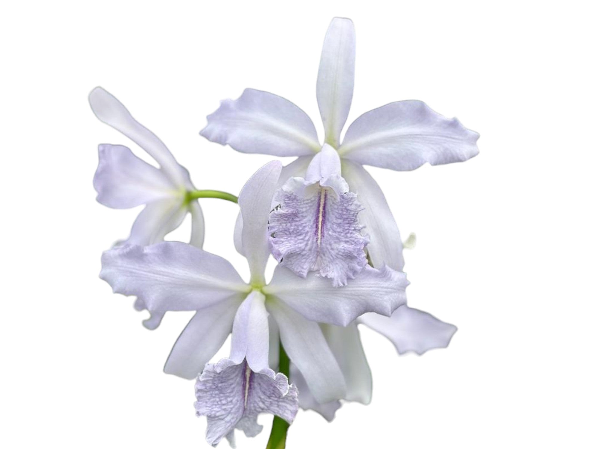 Cattleya Roque Sevilla — Ecuagenera Orquídeas del Ecuador