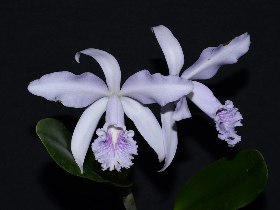 Cattleya Roque Sevilla