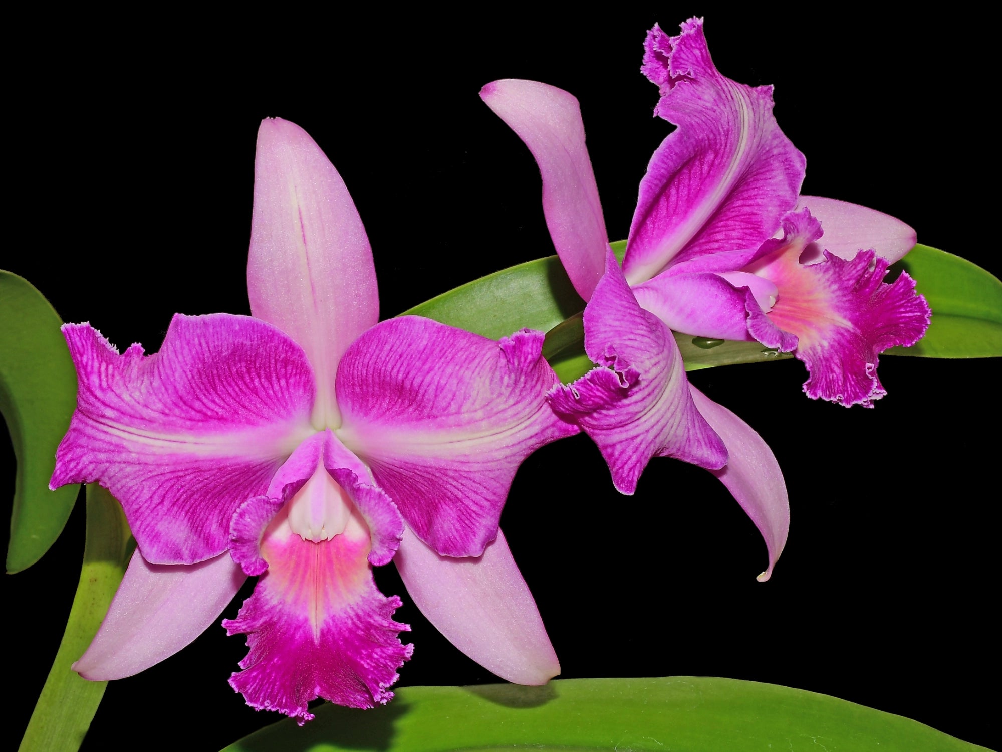 Cattleya Sabiango