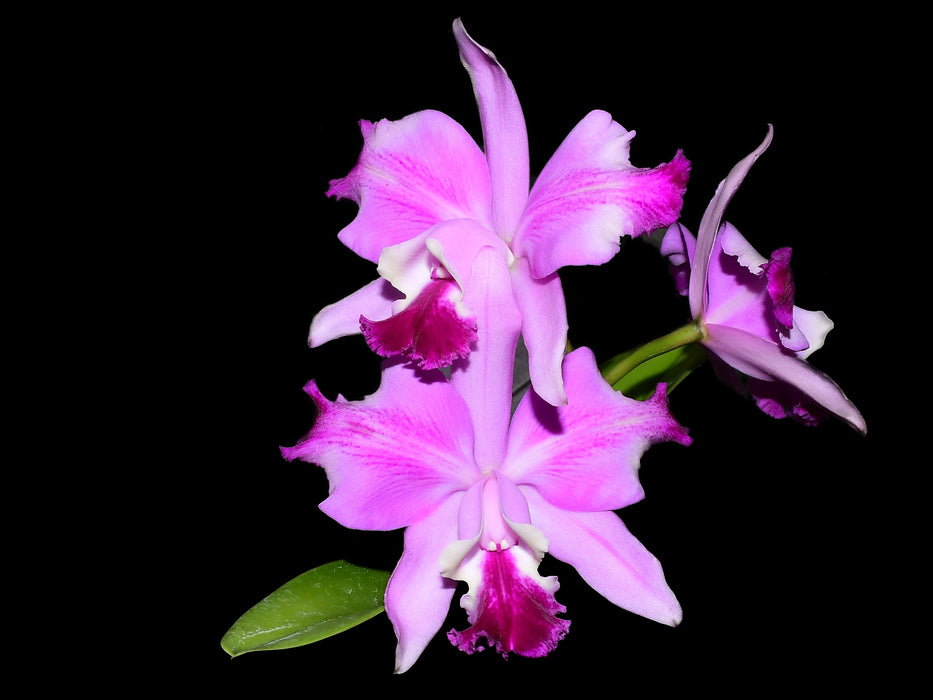 Cattleya Sabiango