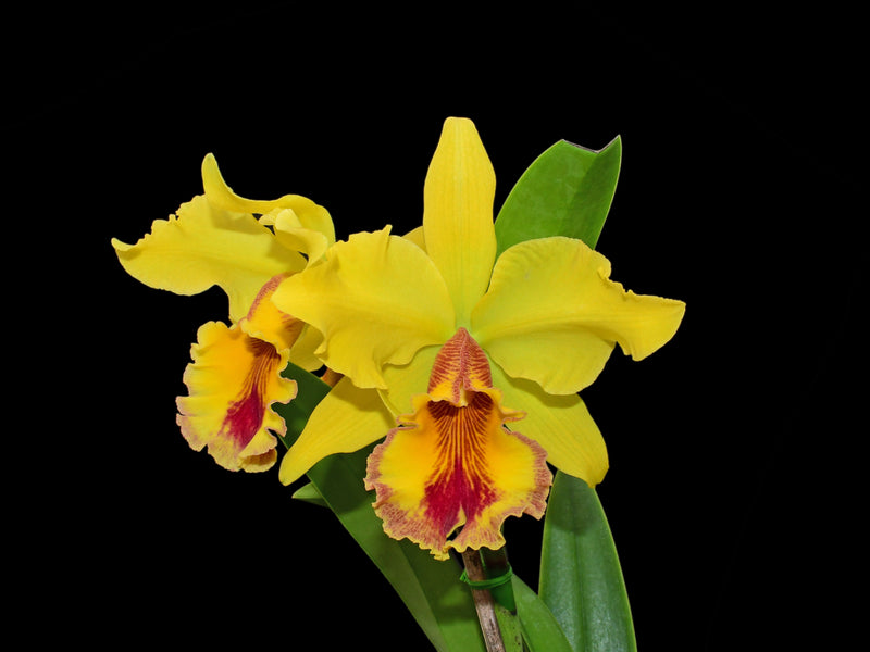 Cattleya Santa Clara's