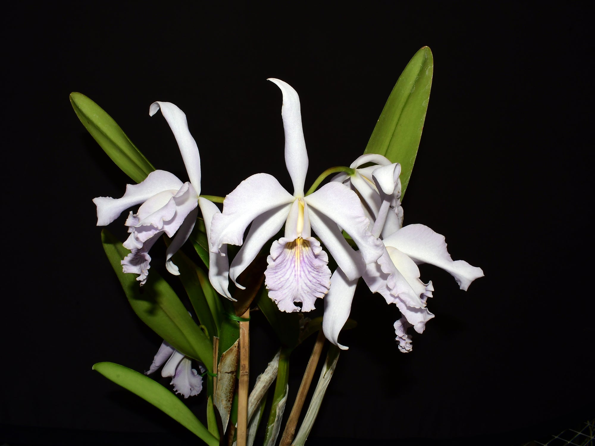 Cattleya Sapphirata f. coerulea 'Azure Sky'